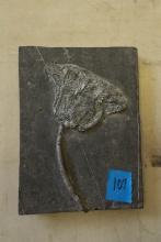 Crinoid Fossil