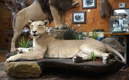 Pair of African Lions Full Body Taxidermy Mounts in Natural Habitat **Texas Residents Only!**