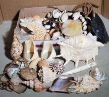 Collection Of Ocean Shell Specimens And Shell Beach Jewelry