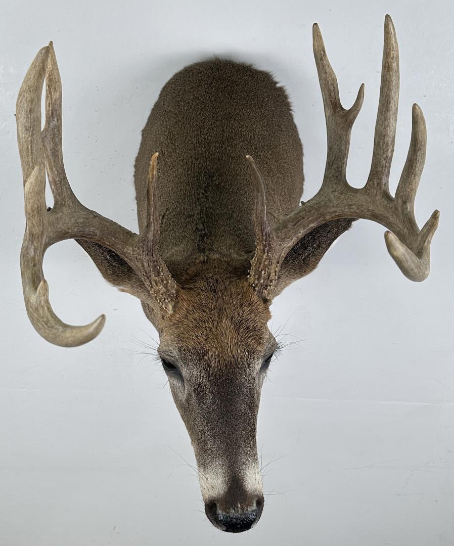 Iowa Whitetail Deer Taxidermy Mount