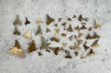 Ancient Fossil Shark Teeth
