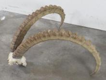 BIG Ibex Horns (Removable) on Skull Cap TAXIDERMY