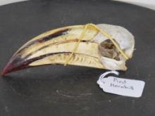 Pied Hornbill Bird Skull TAXIDERMY