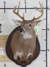 8 Pt Whitetail Sh Mt on Plaque, Taken in 2009, Nice mt TAXIDERMY