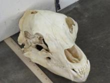 Damaged Brown Bear Skull w/Wired Jaw & Nice Teeth TAXIDERMY