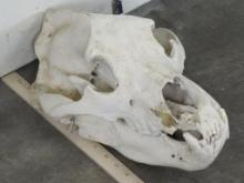 Big Brown Bear Skull w/Damaged Maxilla, has wired jaw TAXIDERMY