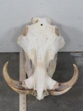 Warthog Skull w/Big Tusks TAXIDERMY