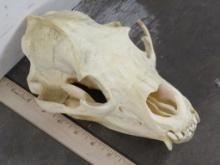 Black Bear Skull, has all teeth and wired jaw TAXIDERMY