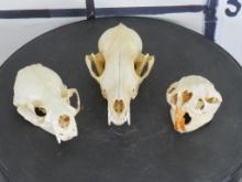 Otter, Fox & Porcupine Skulls (ONE$) TAXIDERMY