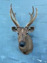 Beautiful, velvet Sambar Stag, AWESOME taxidermy, mount is like NEW, 54 inches tall, 29 1/2 inches o