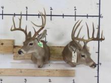 2 Older Whitetail Sh Mts w/Some Previous Repairs (ONE$) TAXIDERMY
