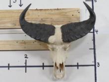 Cape Buffalo Skull w/Hangers, 25 1/5" Spread TAXIDERMY