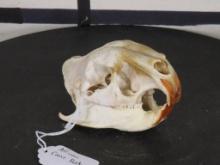 Very Rare African Cane Rot Skull w/All Teeth TAXIDERMY