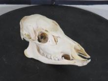 Very Nice/Rarely Seen Female Chinese Water Deer Skull TAXIDERMY