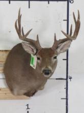 12 Pt Whitetail Sh Mt TAXIDERMY