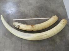 Elephant Ivory Set, No Bases w/A Total Ivory Weight of 112.5lbs *TX RES ONLY* TAXIDERMY