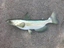 Beautiful Repro, Catfish,, New in Box, about 22 inches long excellent fish taxidermy beautiful color