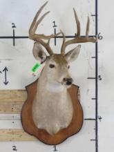 Older 8Pt Whitetail Sh Mt on Plaque TAXIDERMY