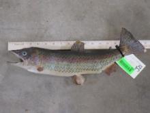 Vintage Real Skin Troutfish Mt TAXIDERMY