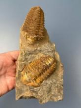 RARE Pair of Trilobites, x2 within Original Matrix, WOW