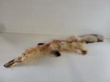 Large Soft Tanned Red Fox Pelt