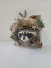 Brand New Super Cute Raccoon in Den