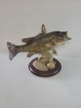 Big Chunky 21-1/2" 4-1/2 lb. Lake Erie Smallmouth Bass