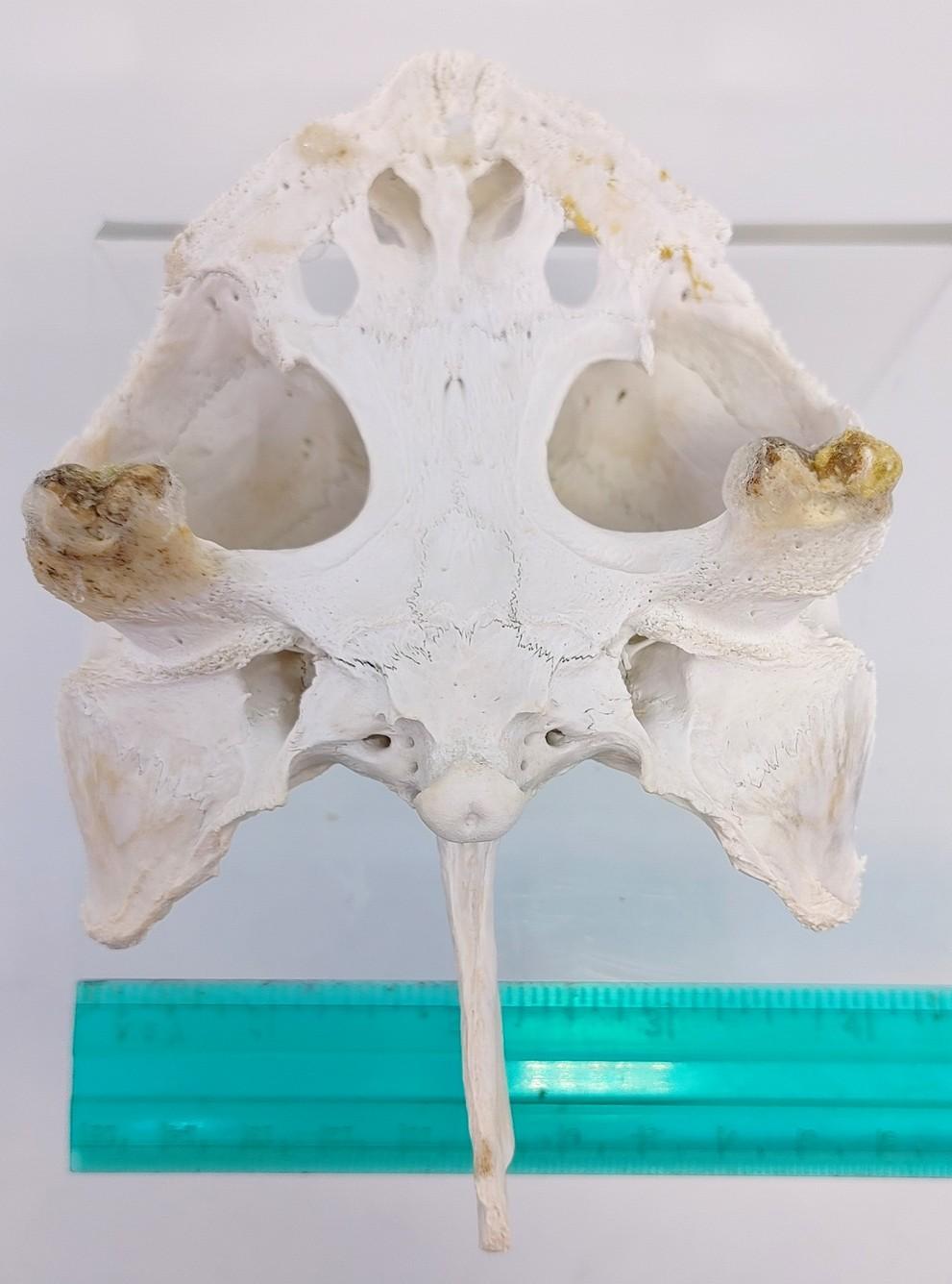 Antique Turtle Skull