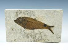4 3/4" Fish Fossil on a 6 1/2" x 3 3/4" Slab. Recovered from the Kemmerer Flats in Wyoming.