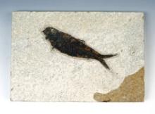 4 3/8" Fish Fossil on a 7 1/2" x 5 3/16" Slab. Recovered from the Kemmerer Flats in Wyoming.