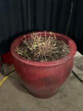 Azalea Plant in Brick Red Round Vase Planter