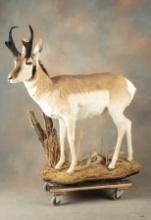 Beautiful life size mounted Texas Antelope done by a master Taxidermist, mounted on unique stand wit
