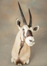 Full Chest Mounted African Gemsbok with 29" horns. Perfect for your man room or game room! From ches