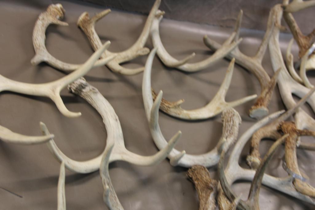 Approximately 15 lbs. Mixed Antlers