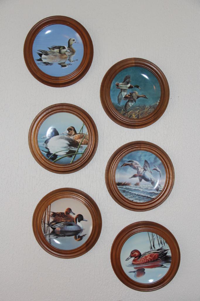 Six Duck Collector Plates in Wood Frames